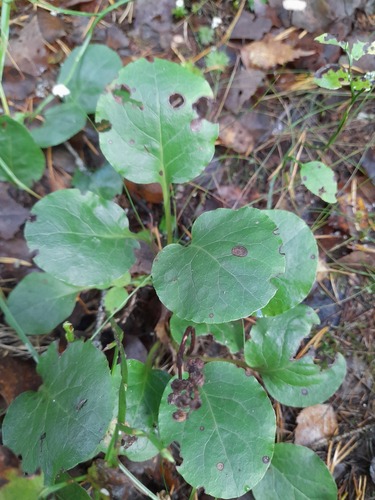 intermediate wintergreen (Pyrola media)