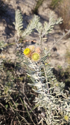 Malmesbury Pincushion (Leucospermum parile)