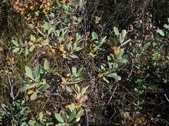 Myrica gale tomentosa