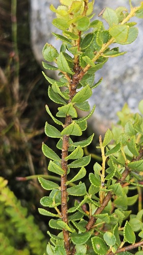 Broad Buchu (Agathosma odoratissima)