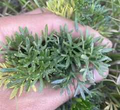 Ranunculus sericophyllus, photograph author not stated, no rights reserved