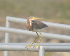 Egretta tricolor