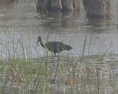 Plegadis falcinellus