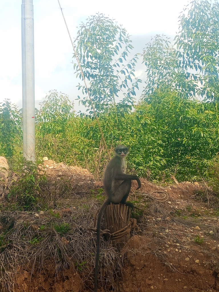 Pale-thighed Langur (Presbytis siamensis)