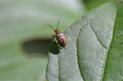 Lema bipunctata