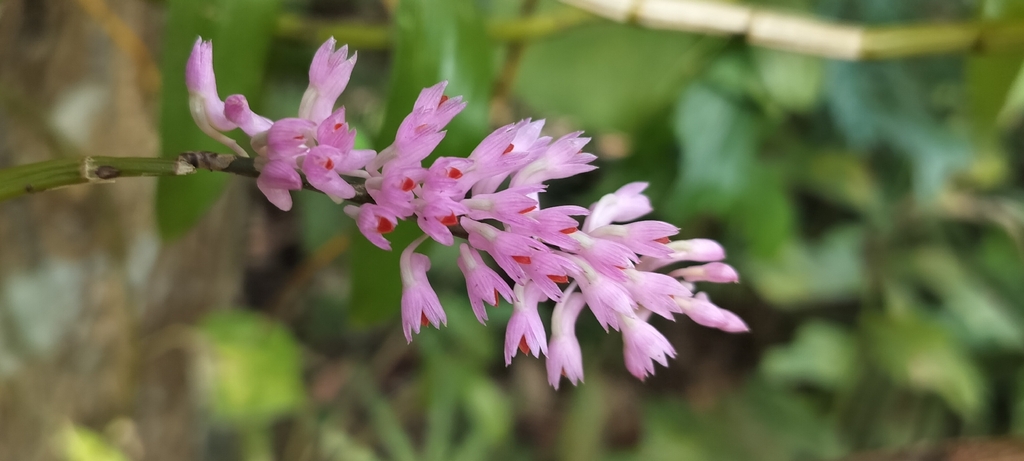 Báo hỉ – Dendrobium secundum