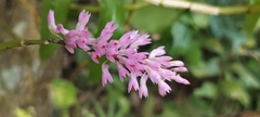 Dendrobium secundum, photograph (c) Jyotsna Nag, some rights reserved (CC BY)