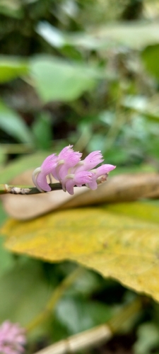Dendrobium secundum, photograph 4