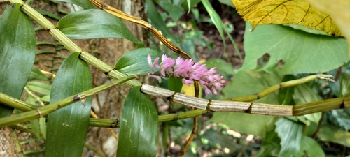 Dendrobium secundum, photograph 5