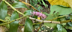 Dendrobium secundum, photograph (c) Jyotsna Nag, some rights reserved (CC BY)