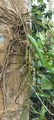 Dendrobium secundum, photograph (c) Jyotsna Nag, some rights reserved (CC BY)