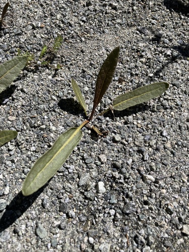 New Zealand Dock (Rumex flexuosus)