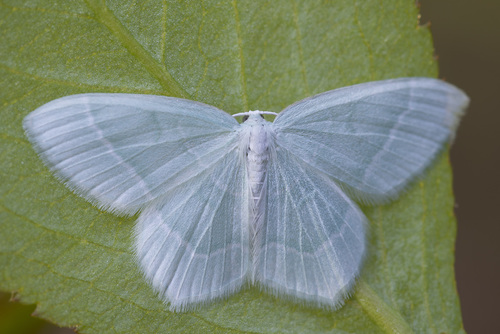 Little Emerald, photo 2 of 10