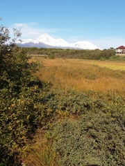 Myrica gale tomentosa