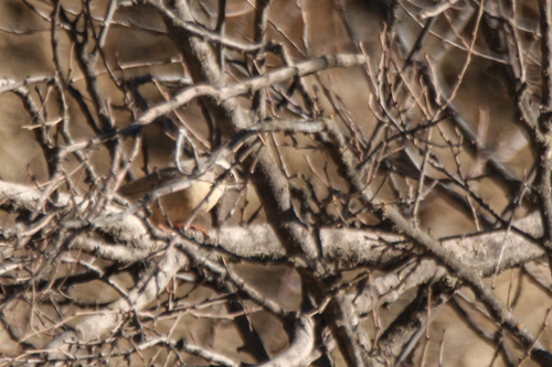 Brown Accentor (Prunella fulvescens), photo 8