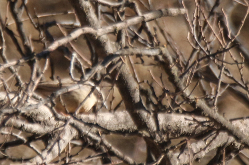 Brown Accentor (Prunella fulvescens), photo 7
