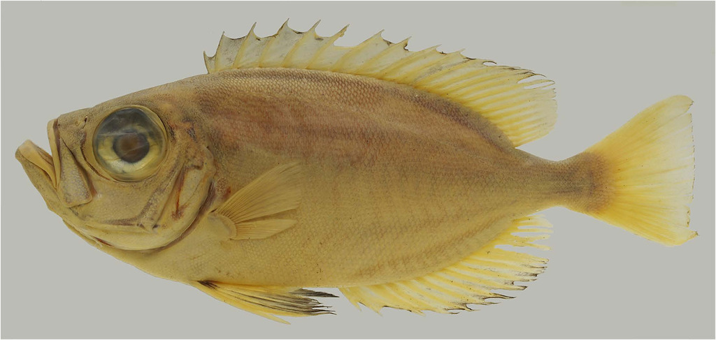 Miyake Bigeye