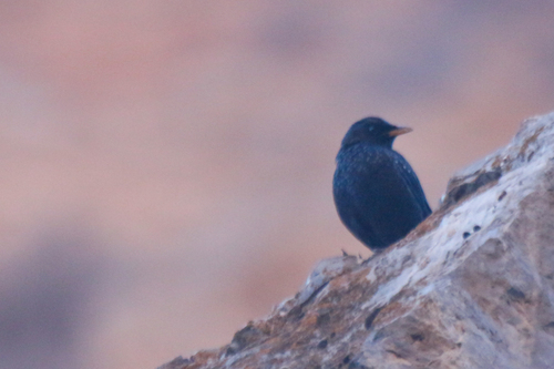 Blue Whistling Thrush (Myophonus caeruleus), photo 7