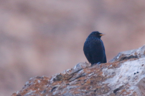Blue Whistling Thrush (Myophonus caeruleus), photo 6