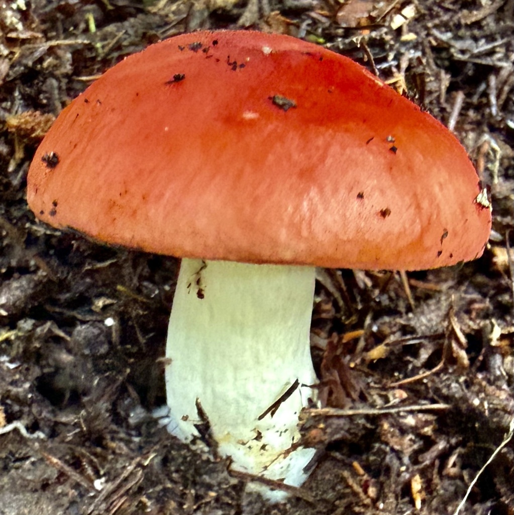 Russula cremoricolor · January 2026 · photo: © hllrnnr (iNaturalist, cc0)