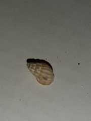 Tritia varicosa