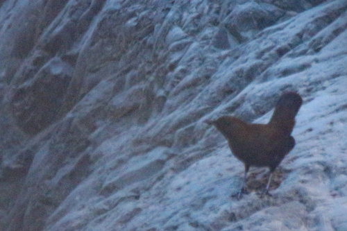 Brown Dipper (Cinclus pallasii), photo 4