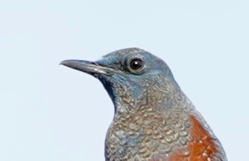 Monticole bleu