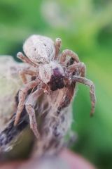 Stegodyphus sarasinorum