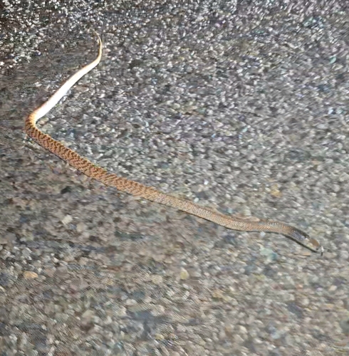 Western Brown Snake