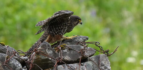 New Zealand Falcon (Falco novaeseelandiae), photo 7