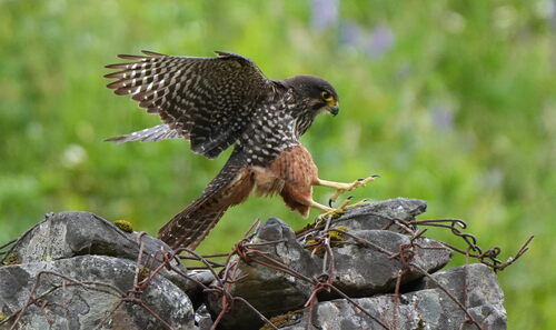 New Zealand Falcon (Falco novaeseelandiae), photo 6