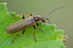 Cantharis figurata