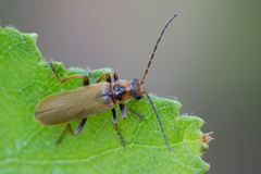 Cantharis figurata