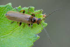 Cantharis figurata
