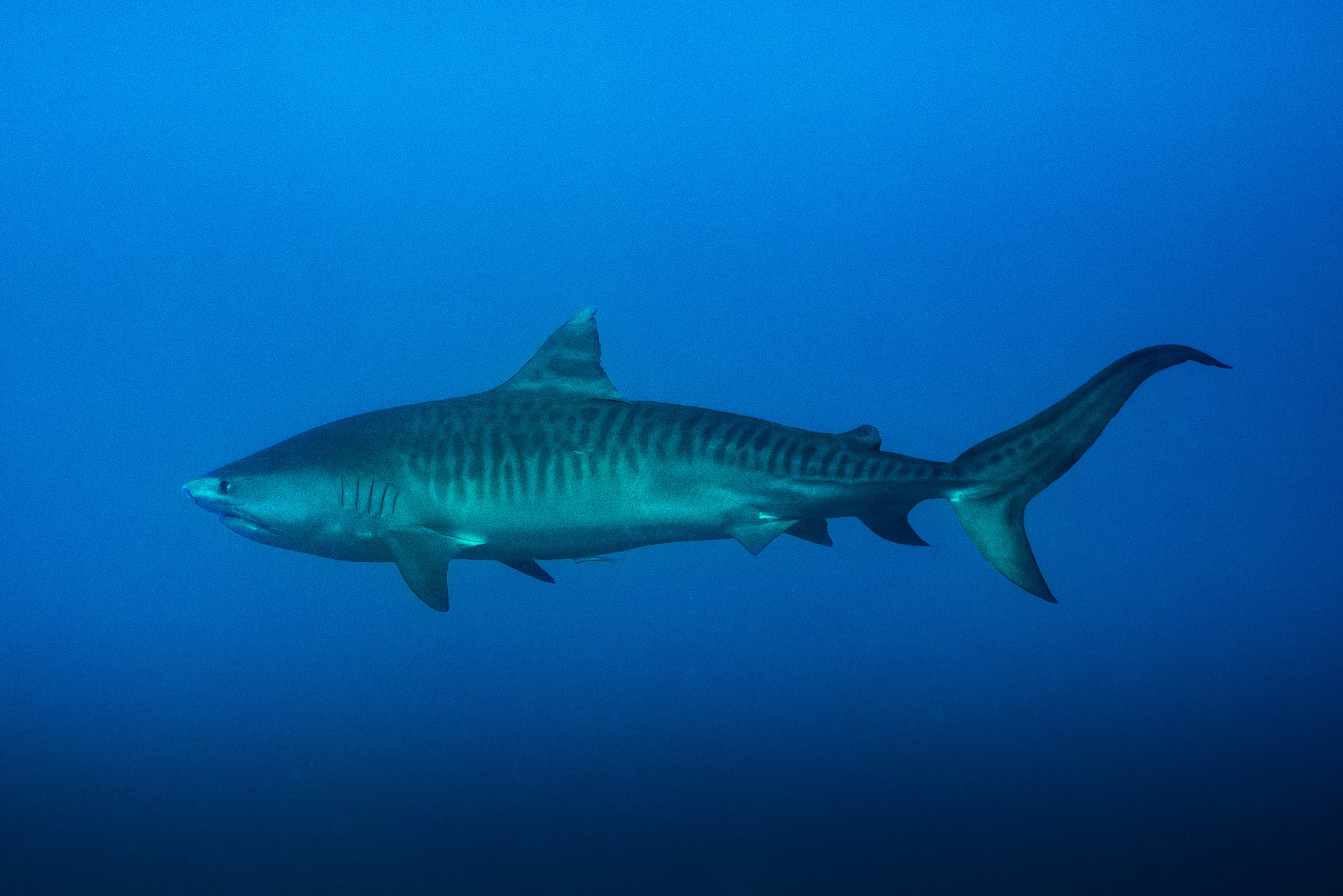 Galeocerdo cuvier