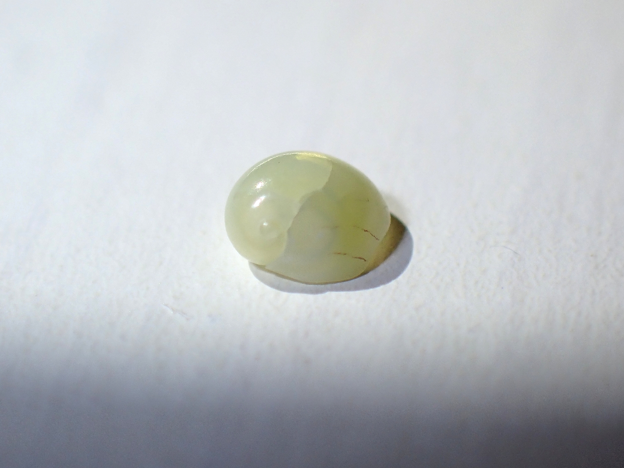 Smaragdia viridis
