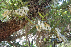 Cyrtorchis arcuata