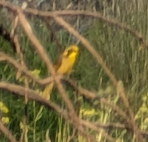 Yellow-tufted Honeyeater (Lichenostomus melanops)