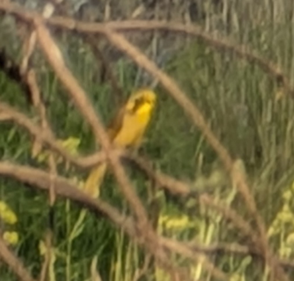 Yellow-tufted Honeyeater (Lichenostomus melanops), photo 1