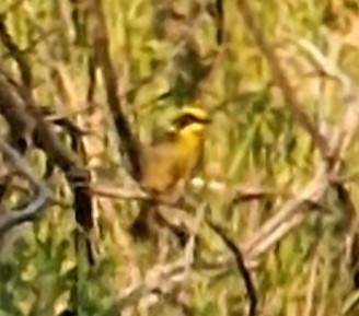 Yellow-tufted Honeyeater (Lichenostomus melanops), photo 2