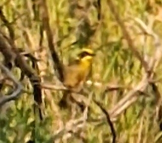 Yellow-tufted Honeyeater (Lichenostomus melanops), photo 2