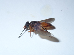 Pangoniinae