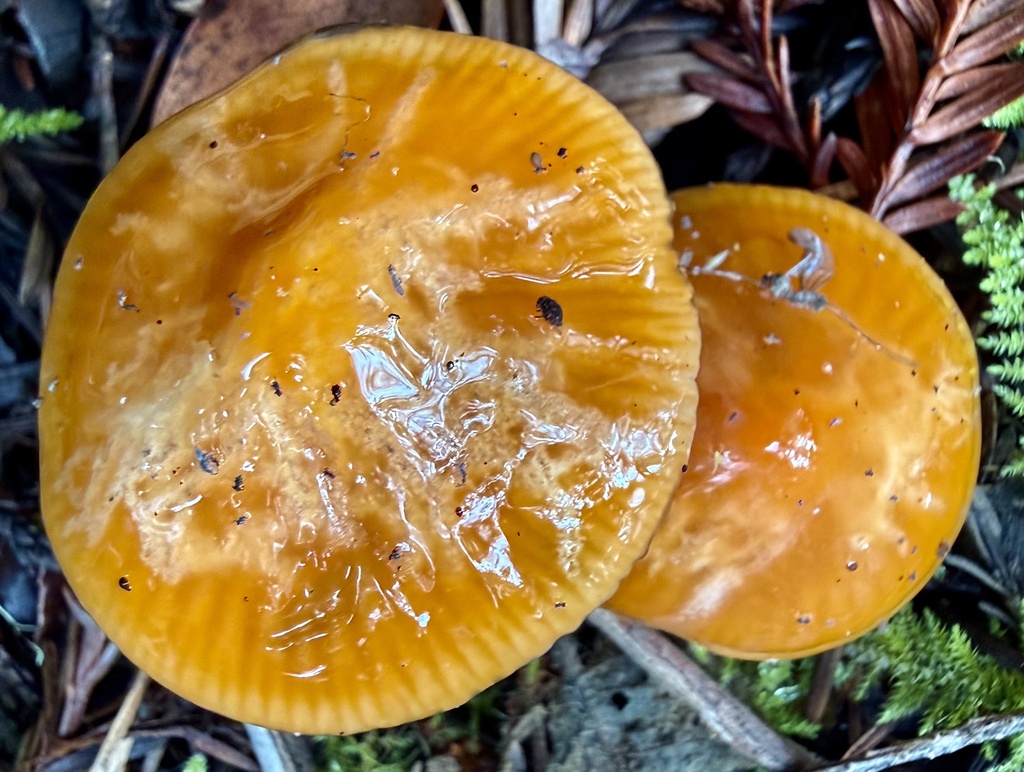 Gliophorus psittacinus · January 2026 · photo: © hllrnnr (iNaturalist, cc0)