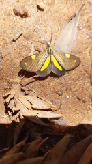 Phaeochlaena lampra