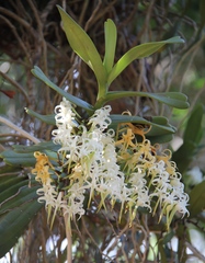 Cyrtorchis arcuata