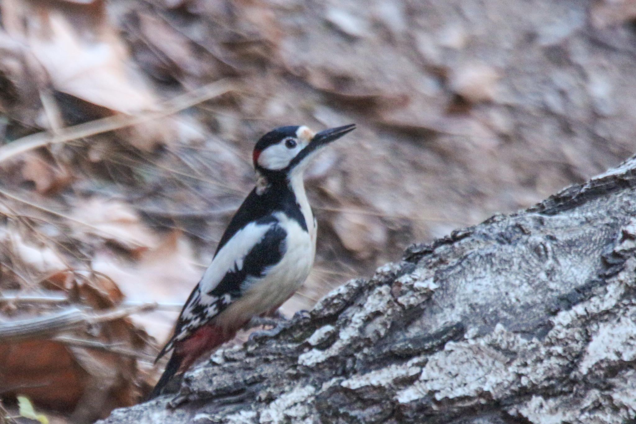 White-winged Woodpecker (Dendrocopos leucopterus), photo 1