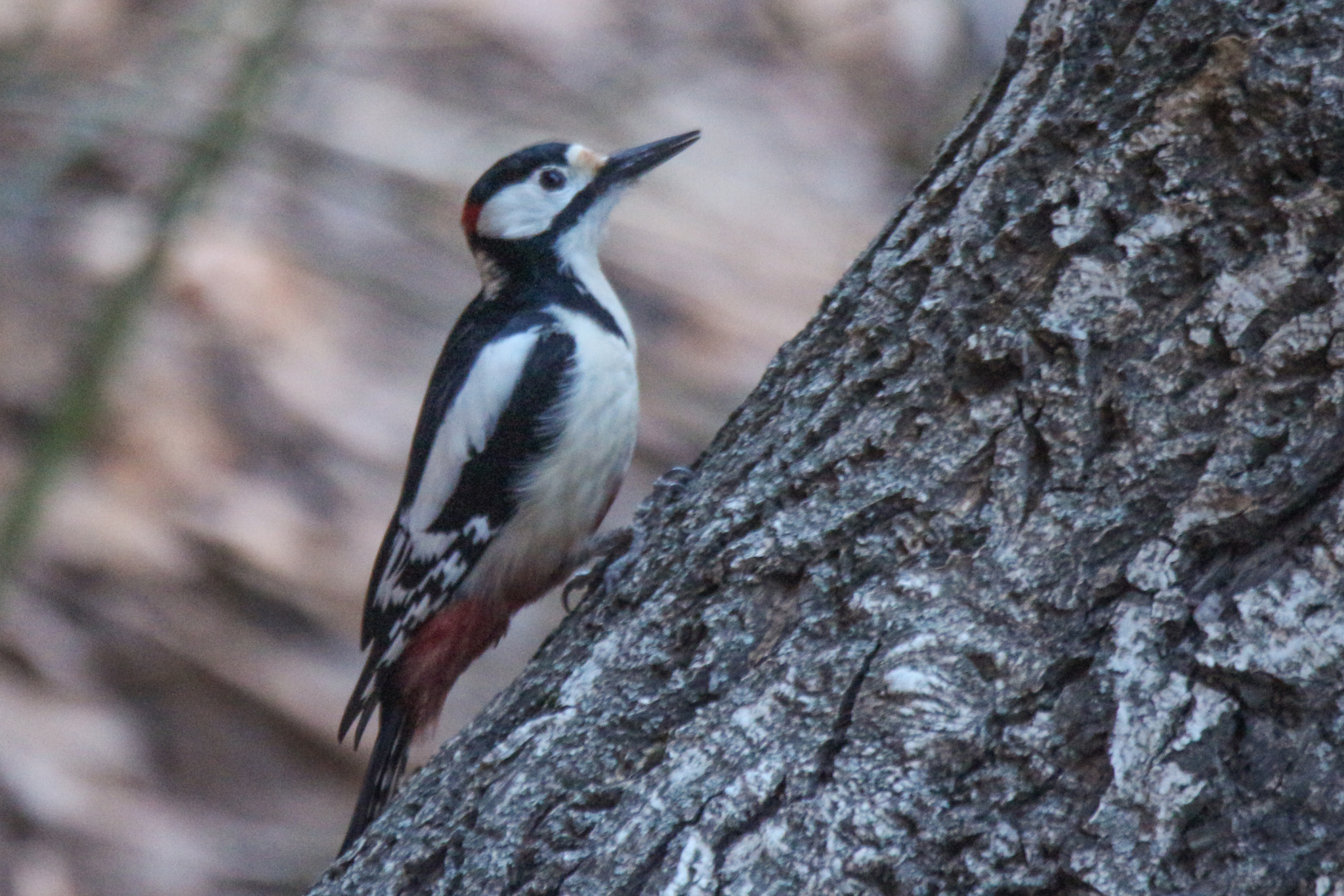 White-winged Woodpecker (Dendrocopos leucopterus), photo 2
