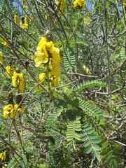 Senna didymobotrya