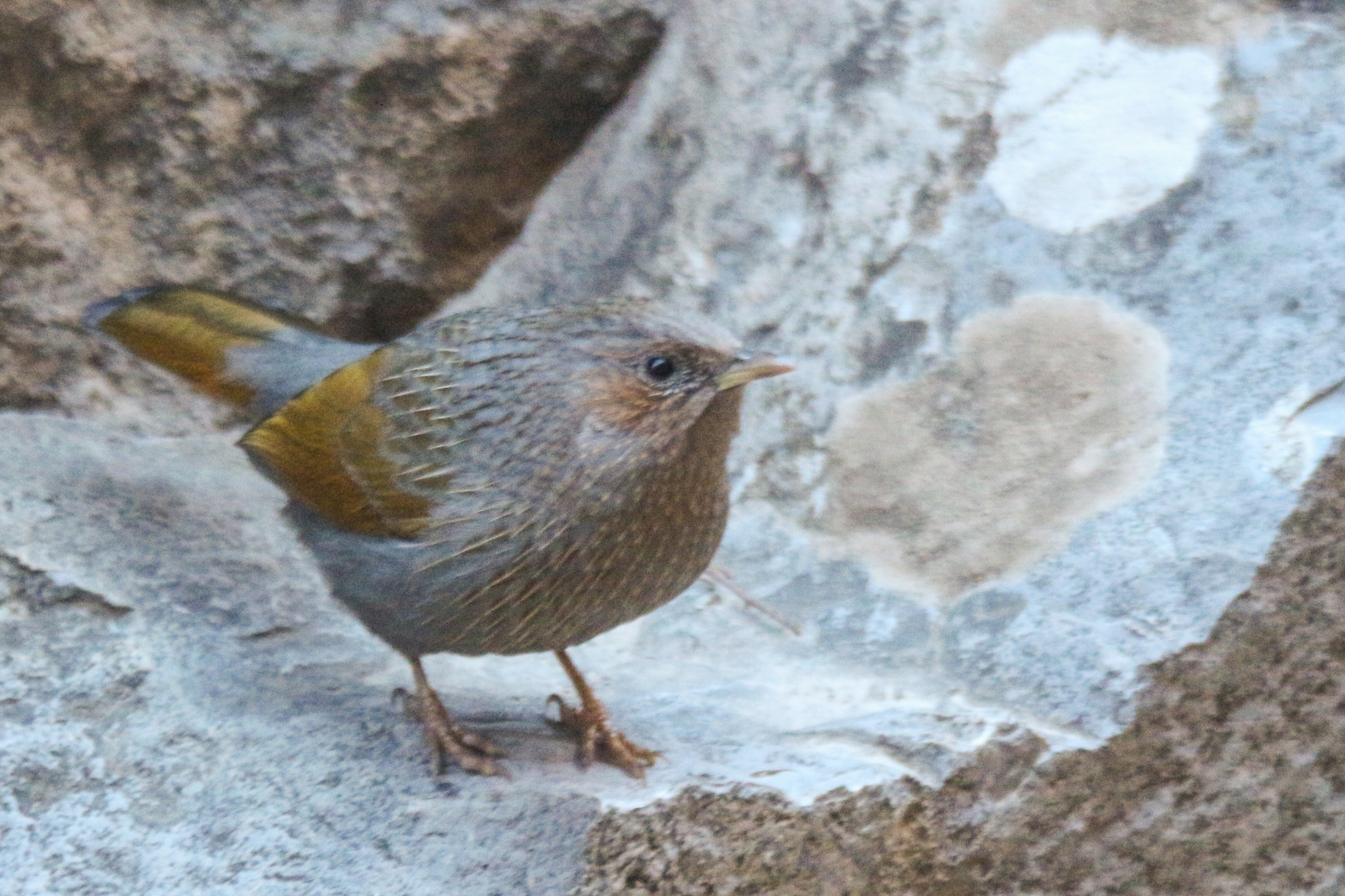 Streaked Laughingthrush (Trochalopteron lineatum), photo 3