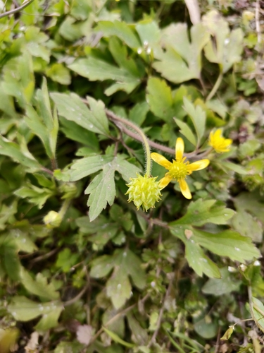 Ranunculus sieboldii iNat (1)